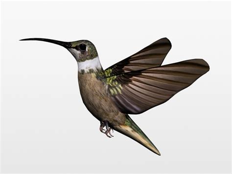 hummingbird zelu download|【SLG/3D/官中/铜/步兵】HUMMINGBIRD.